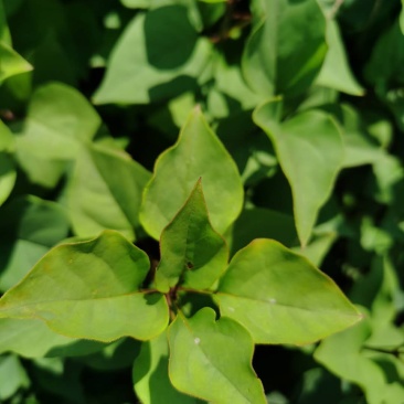 紫丁香小苗植株粗壮价格合理大叶丁香花灌木实地看苗