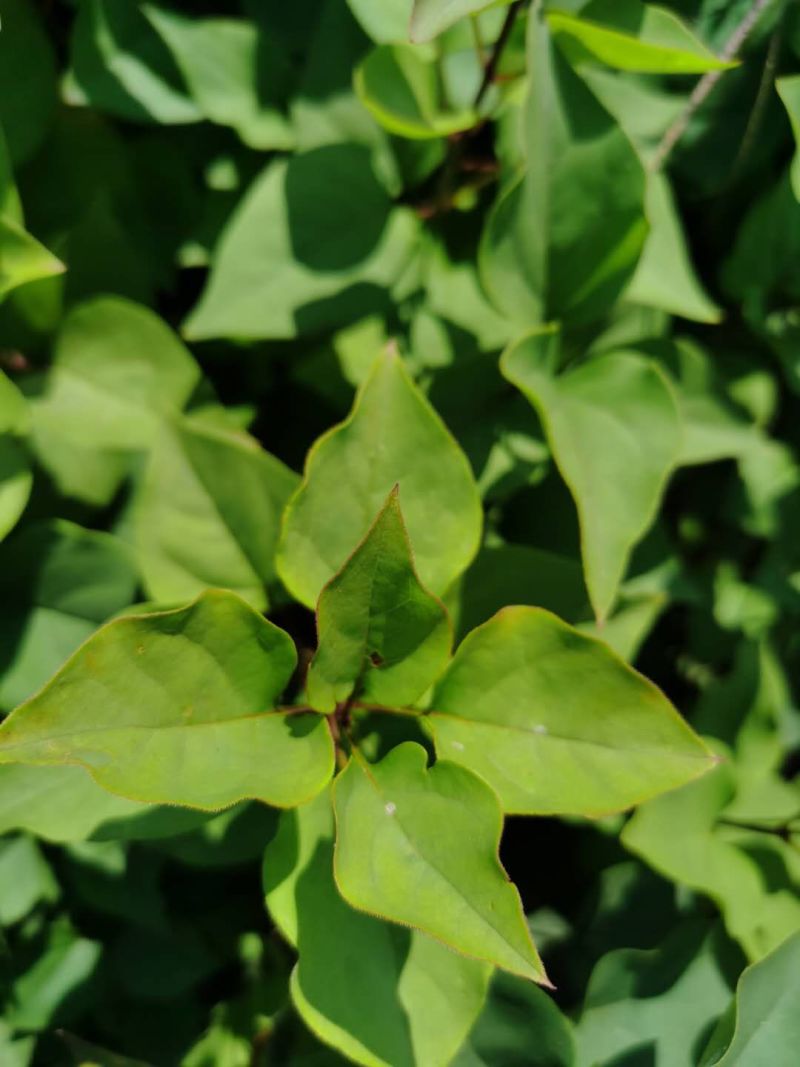 紫丁香小苗植株粗壮价格合理大叶丁香花灌木实地看苗