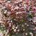 紫丁香小苗植株粗壮价格合理大叶丁香花灌木实地看苗
