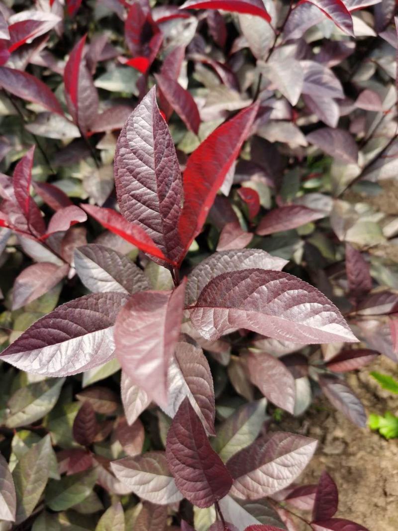 紫叶矮樱耐寒花灌木东北紫叶矮樱实地看苗订购