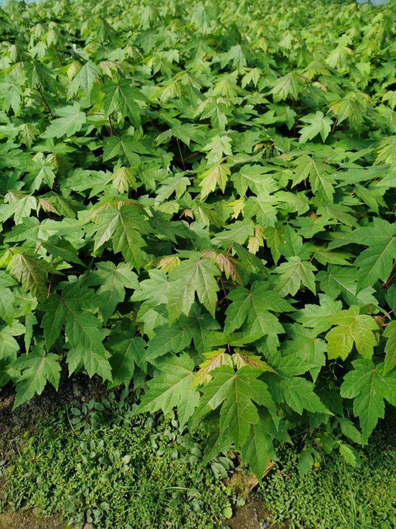 紫叶矮樱耐寒花灌木东北紫叶矮樱实地看苗订购