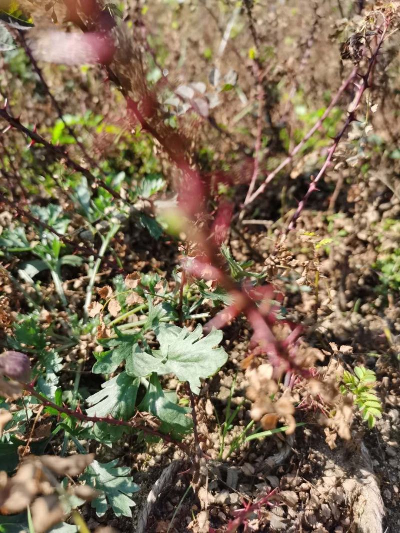 黄刺玫小苗刺玫花扦插苗耐寒抗旱花灌木实地看苗订购
