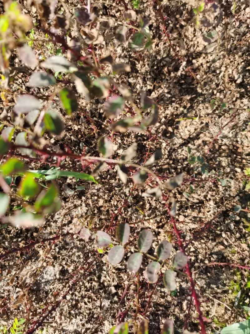 黄刺玫小苗刺玫花扦插苗耐寒抗旱花灌木实地看苗订购