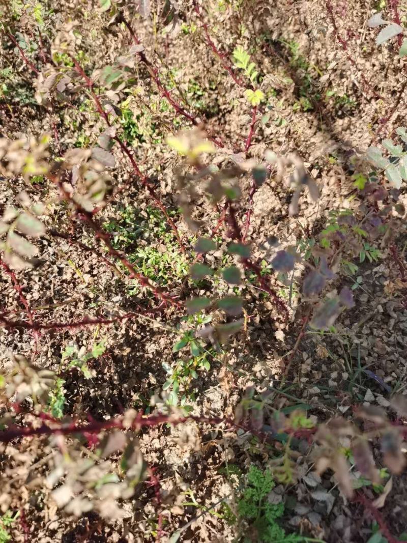 黄刺玫小苗刺玫花扦插苗耐寒抗旱花灌木实地看苗订购