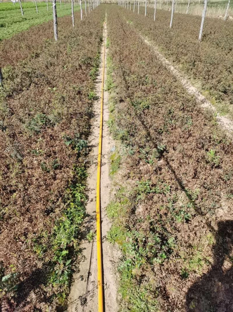 黄刺玫小苗刺玫花扦插苗耐寒抗旱花灌木实地看苗订购