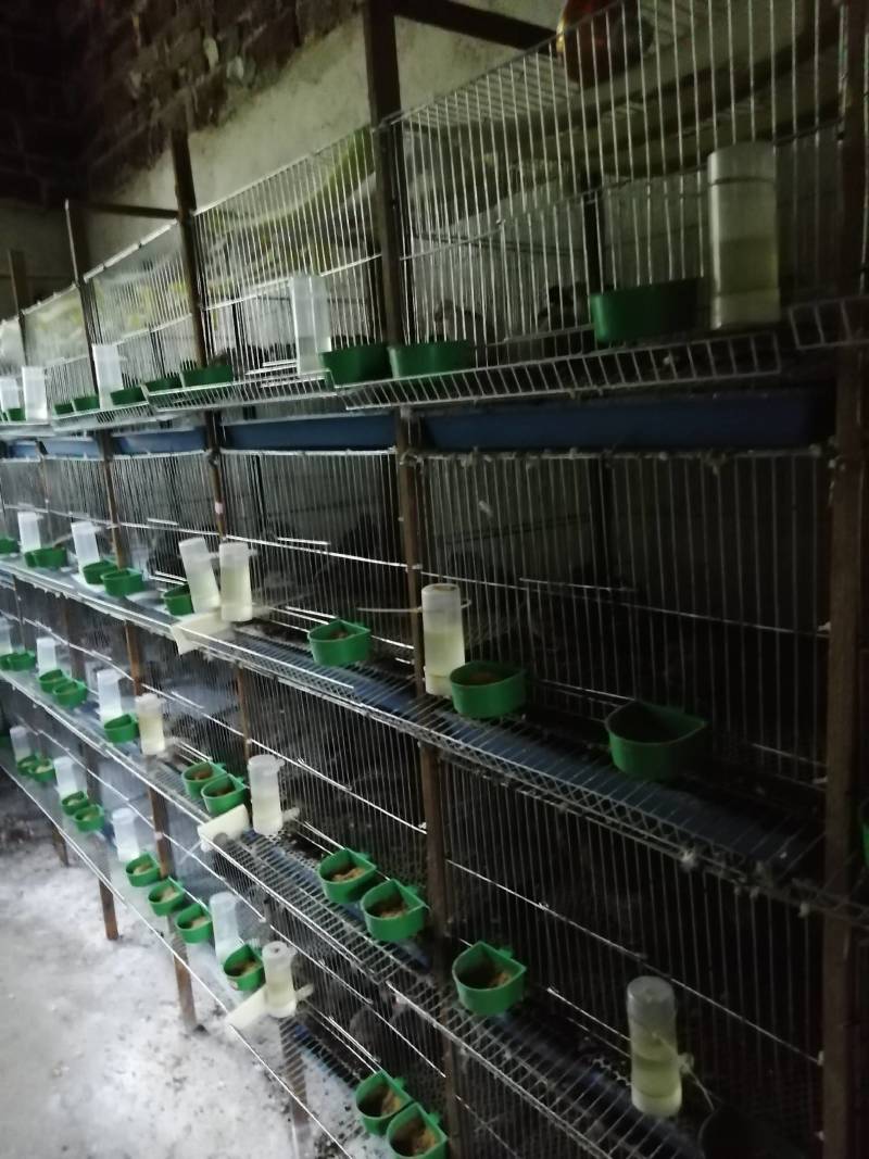 芦丁鸡湖南株洲市泉和源种养合作社