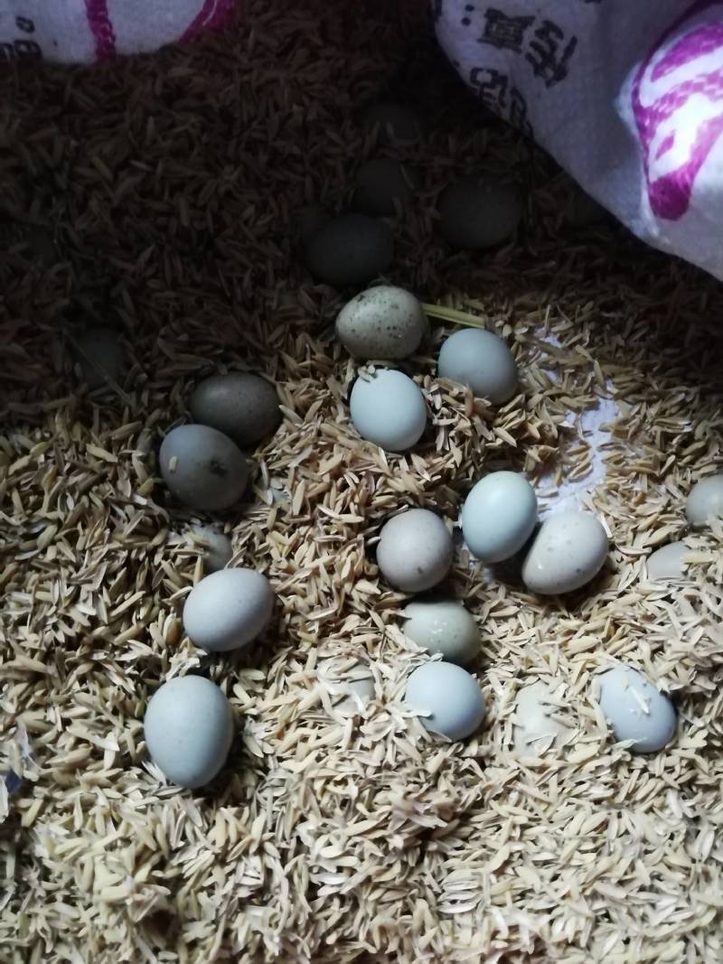芦丁鸡湖南株洲市泉和源种养合作社