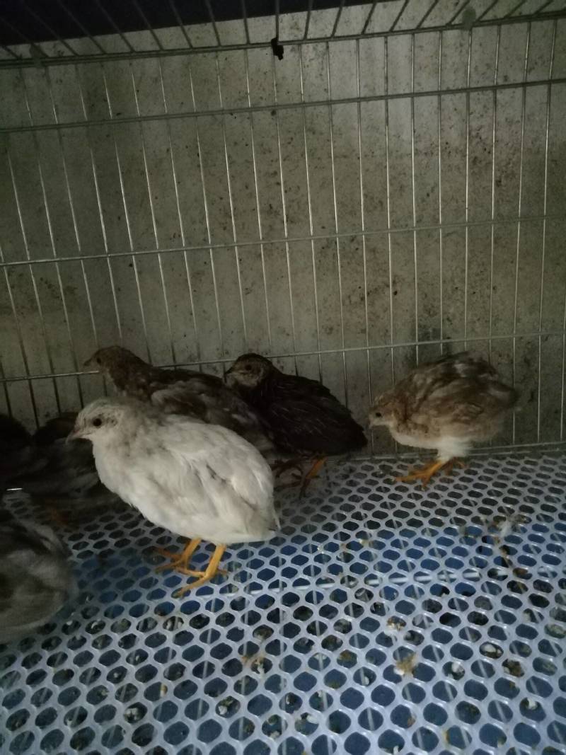 芦丁鸡湖南株洲市泉和源种养合作社