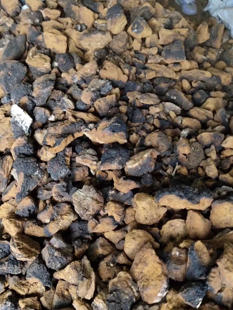 桦树茸大兴安岭白桦茸