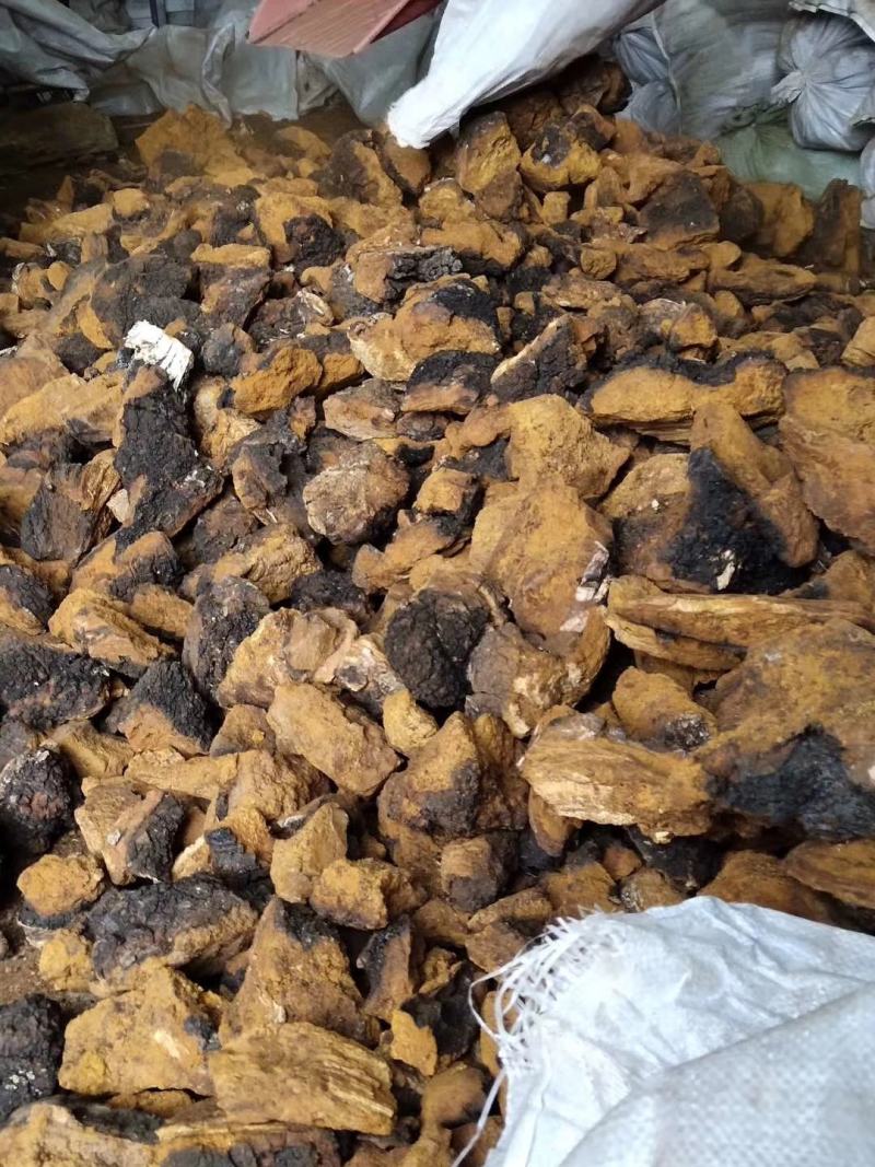 桦树茸大兴安岭白桦茸