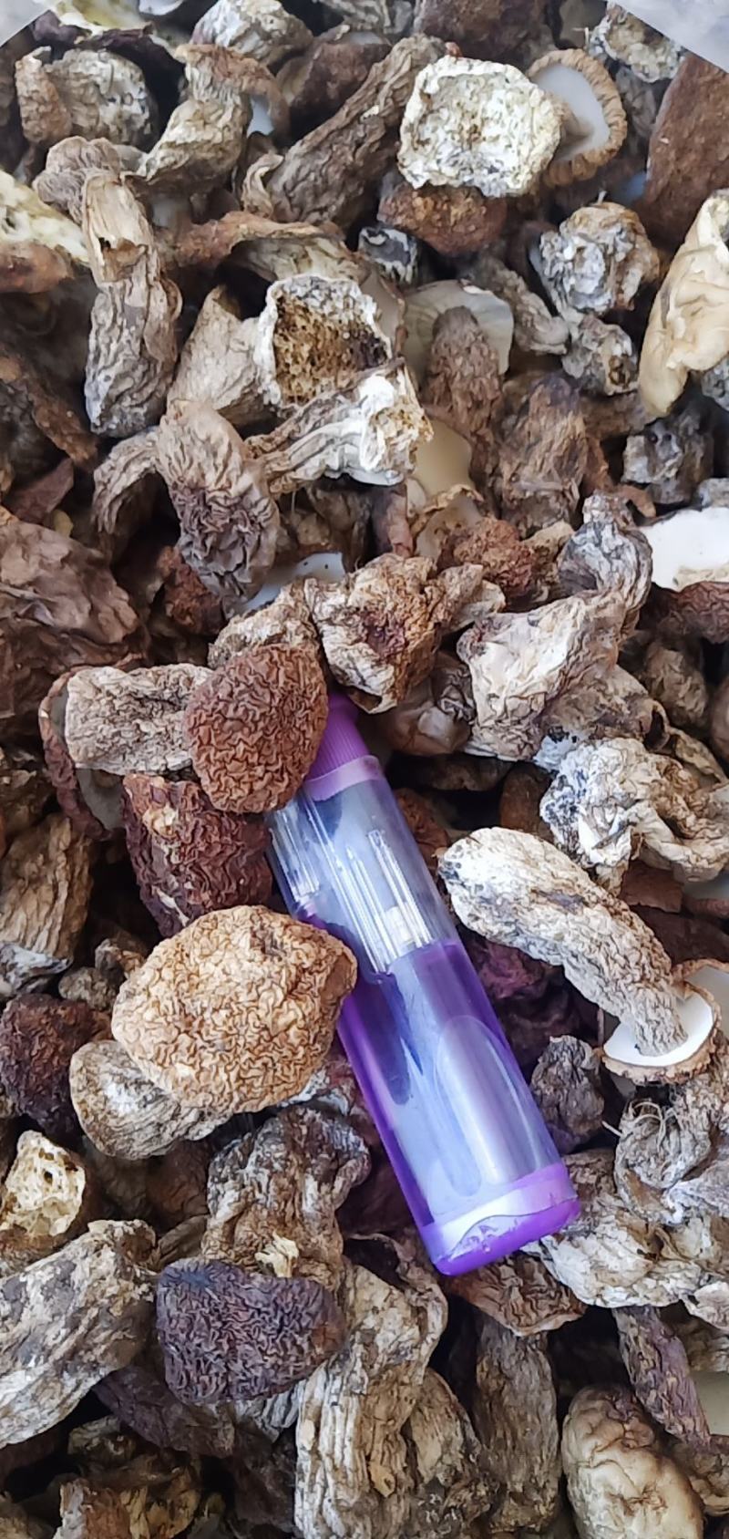 牛肝菌菇仔美味牛肝菌