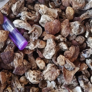 牛肝菌菇仔美味牛肝菌