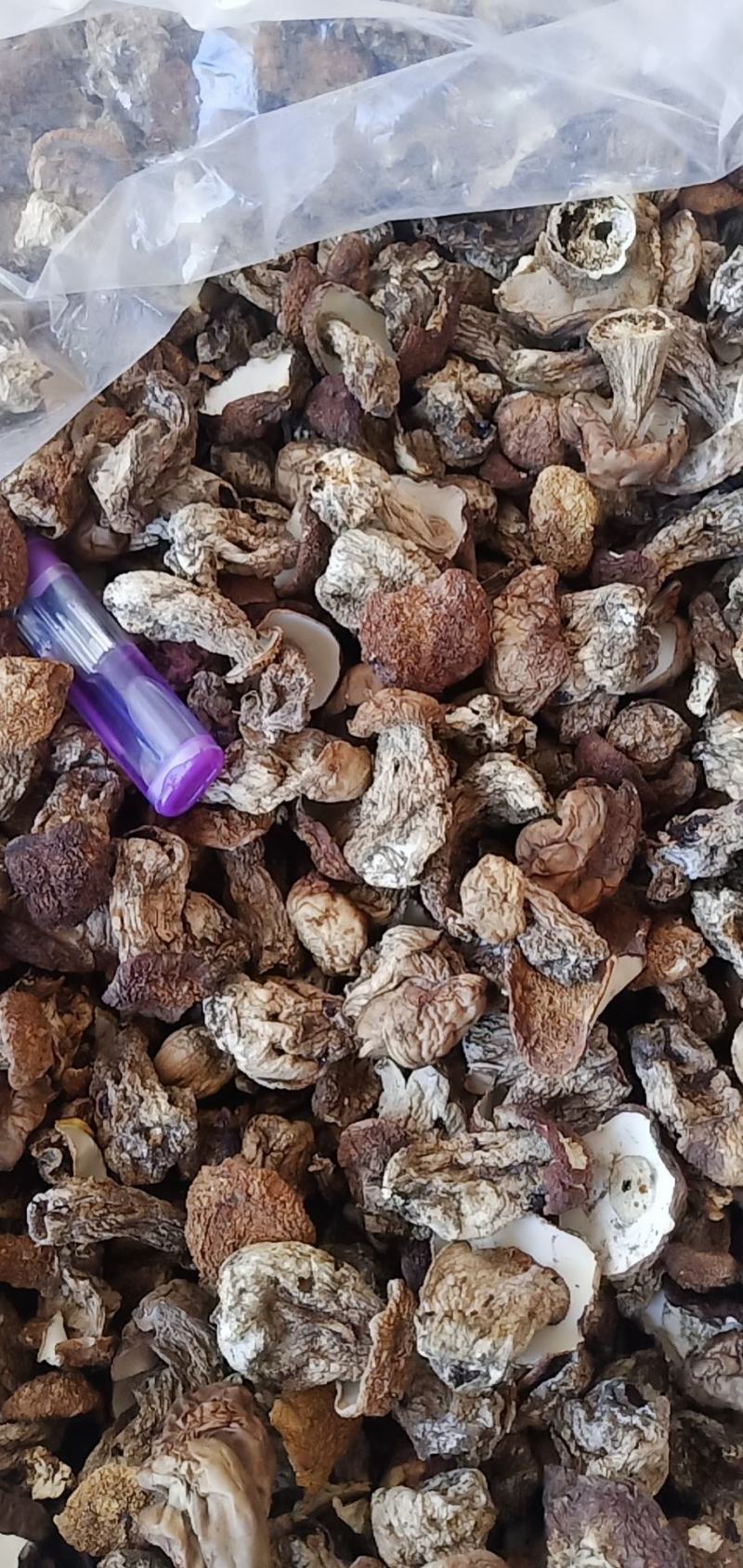 牛肝菌菇仔美味牛肝菌