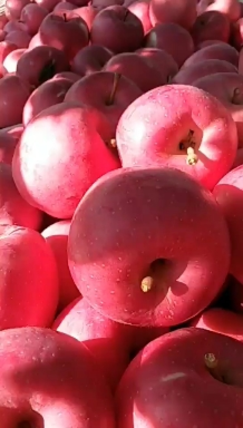 汉源红苹果大量上市需要的联系我