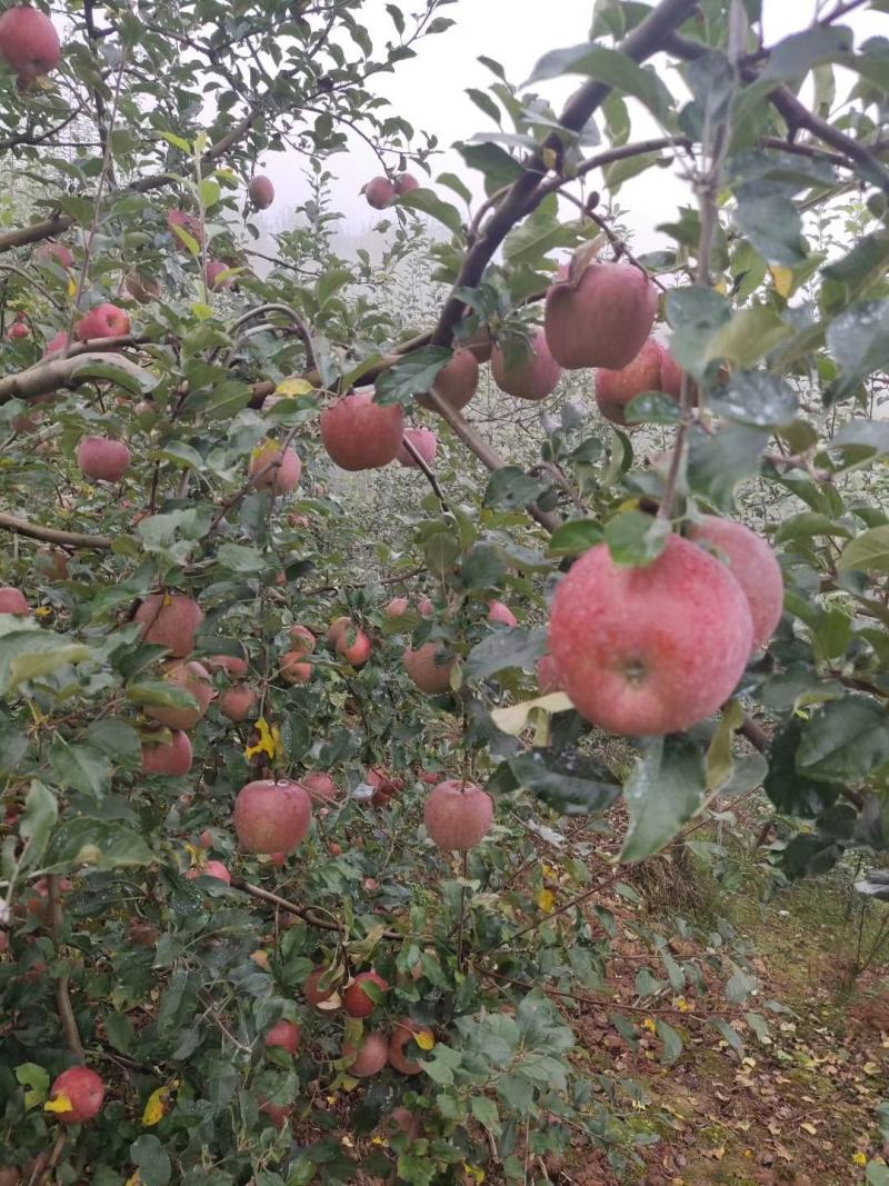 汉源红苹果大量上市需要的联系我