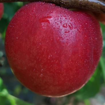 桃树苗新品种保纯度保成活保技术指导基地直发欢迎选购