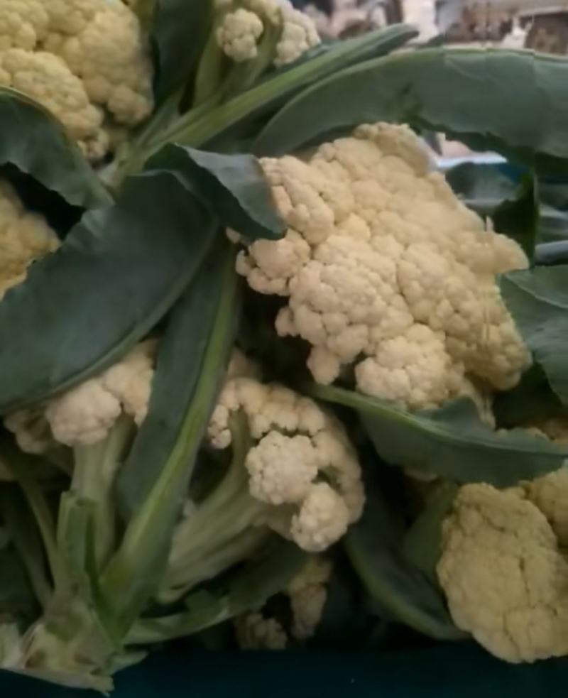 山东肥城青梗白面松花菜，有机菜花大量供应！