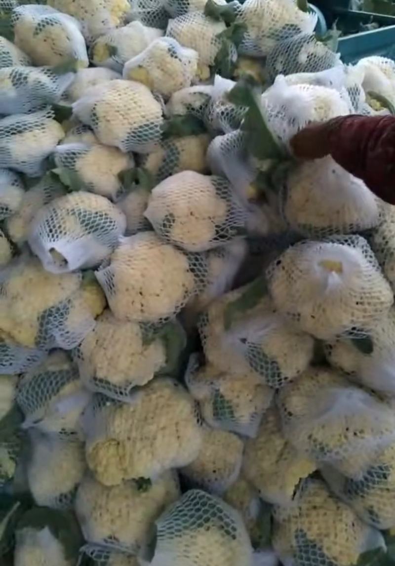 山东肥城青梗白面松花菜，有机菜花大量供应！