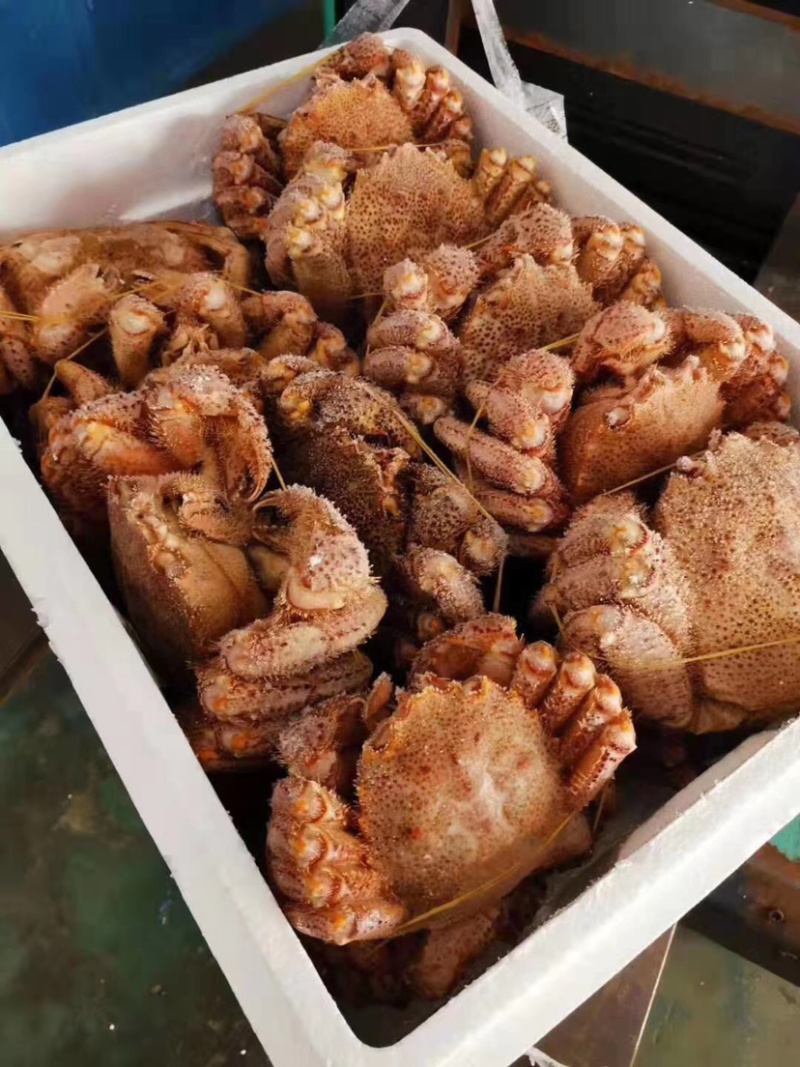 鳕蟹红毛蟹毛蟹料理海螃蟹红毛蟹大闸蟹梭子蟹面包蟹