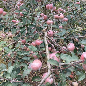 膜袋红富士苹果供应货源充足质量保证按质量论价