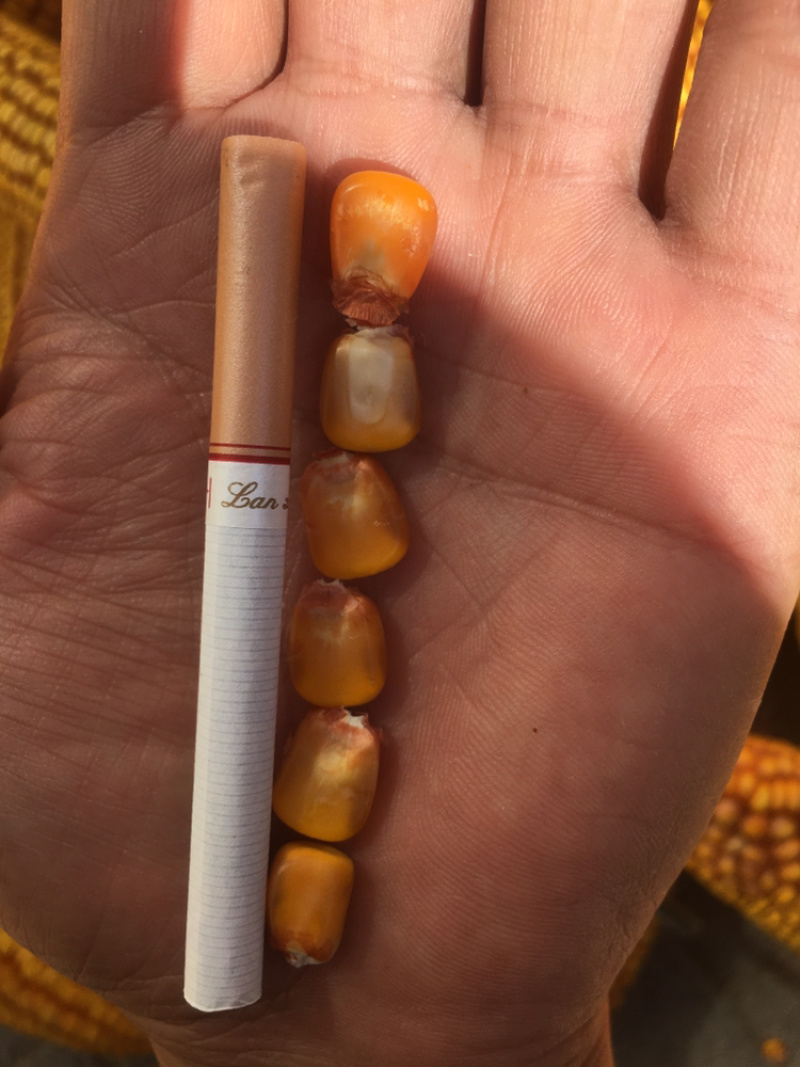 玉米，包谷量大，质量好