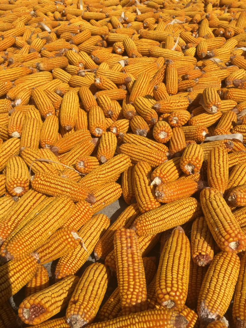 玉米，包谷量大，质量好