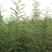 大皂角种子新采优质巨刺大皂角籽篱笆围栏皂角树种子中药材