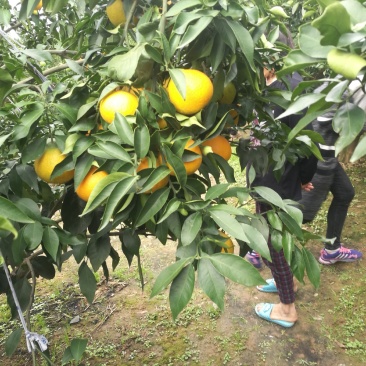 金堂县三溪镇爱媛38号即将成熟！