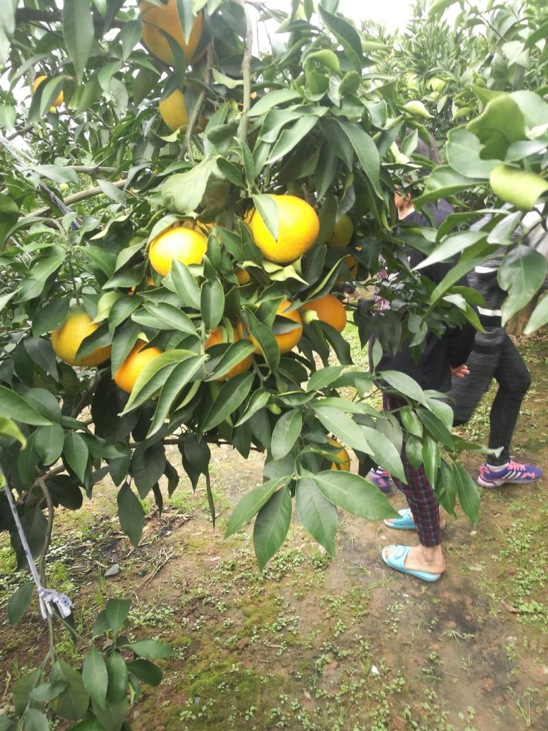 金堂县三溪镇爱媛38号即将成熟！