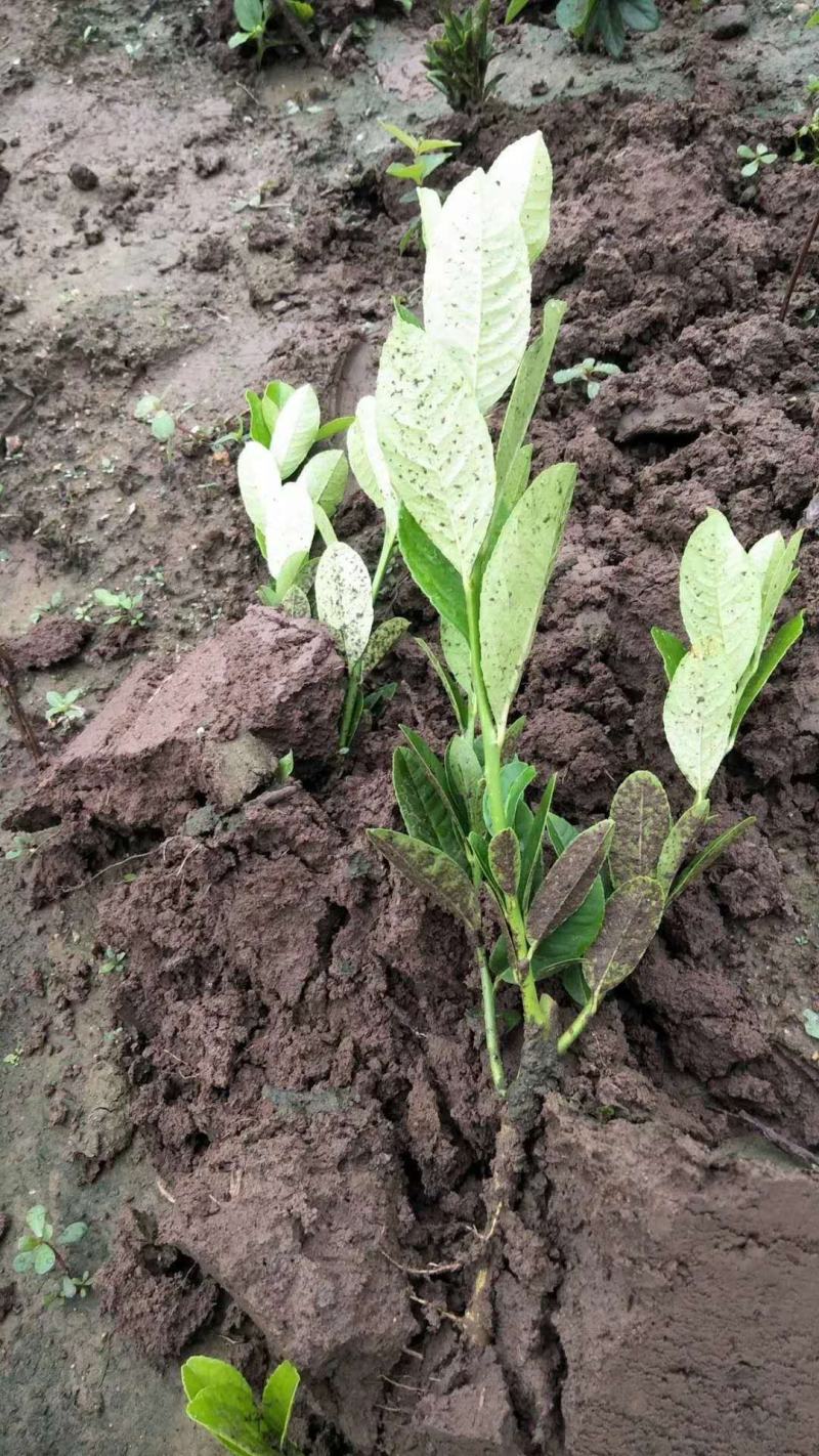 果树苗金佛手盆栽佛手大苗带果发室内观果植物盆栽植物