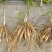 中药材红花百部种子苗全国可以种植产量高欢迎新老客户下单