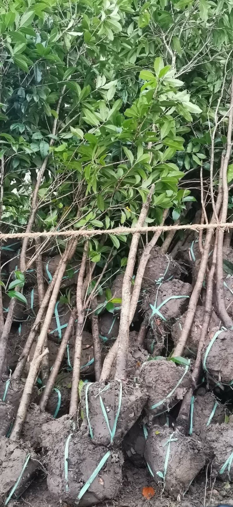 大量供应2到10公分桂花苗