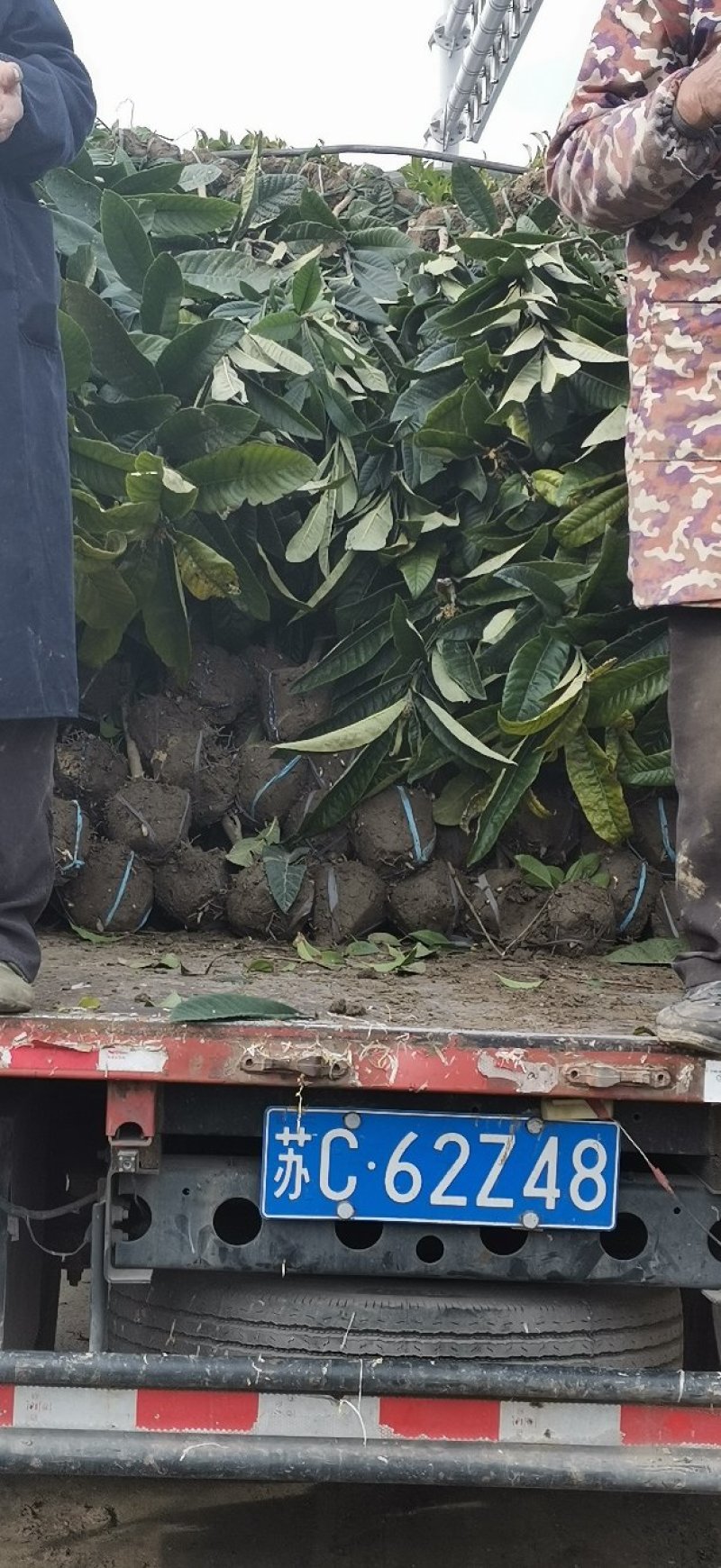 枇杷树