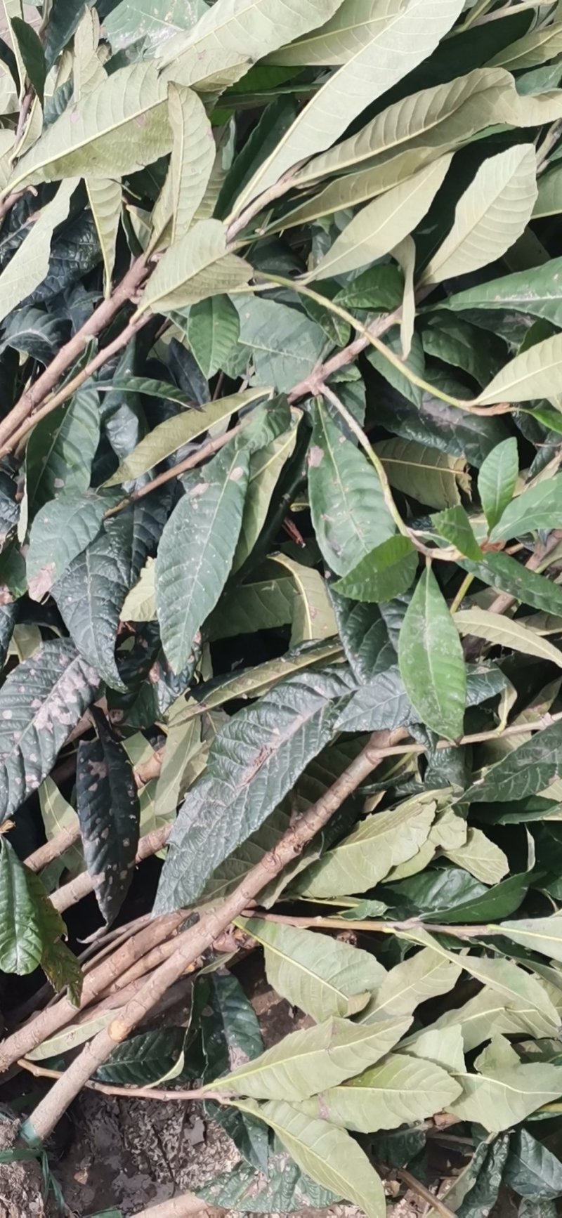 枇杷树