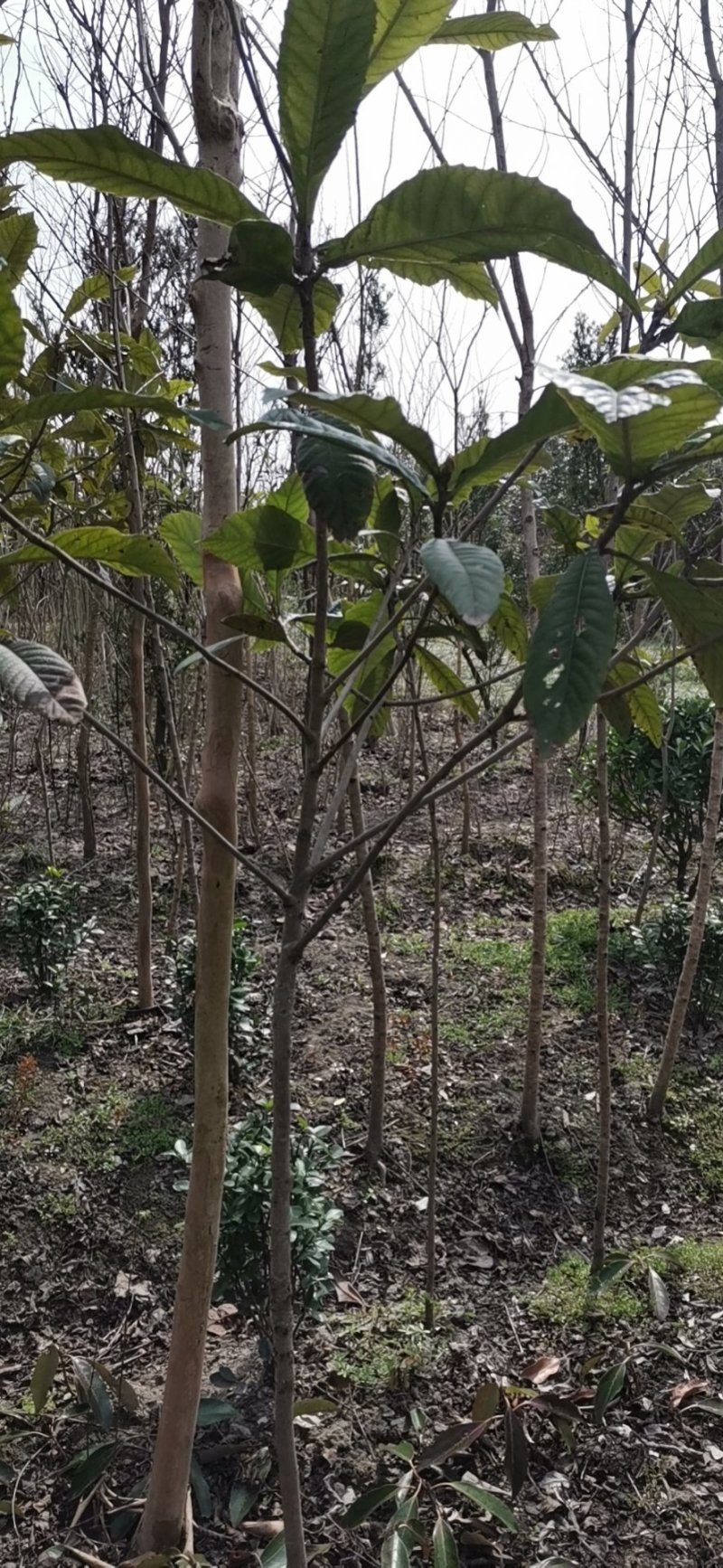 枇杷树