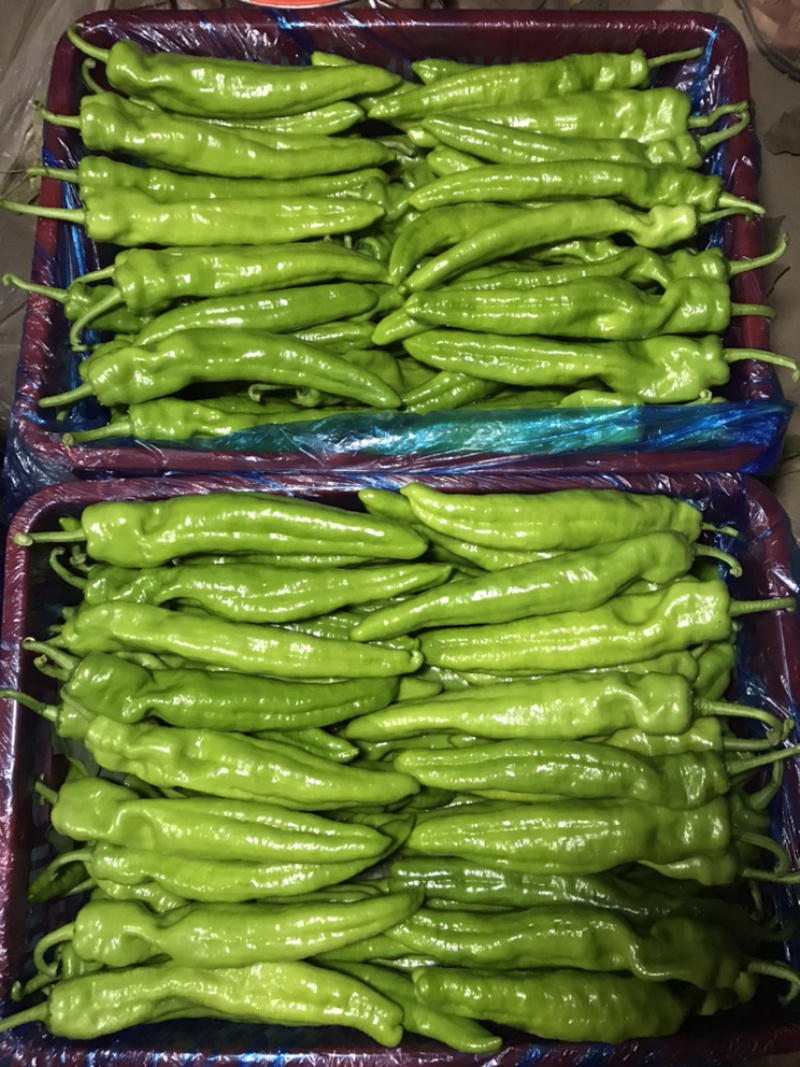 【牛商】河南精品尖椒大量上市品质保障可视频看货