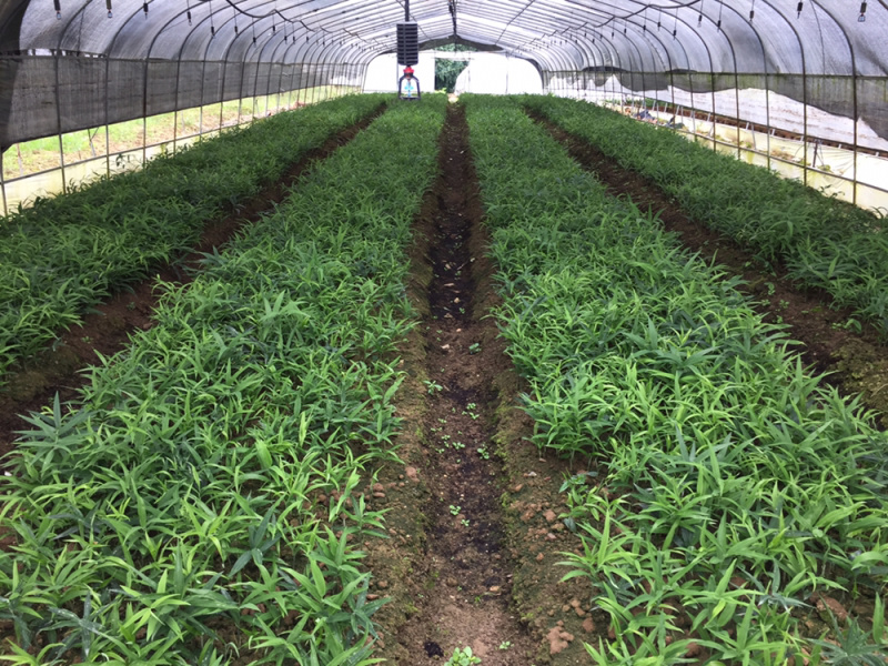 中药材黄精苗基地一手货源