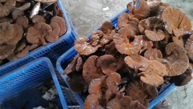 灵芝产地加工批发各种灵芝一手货源量大从优