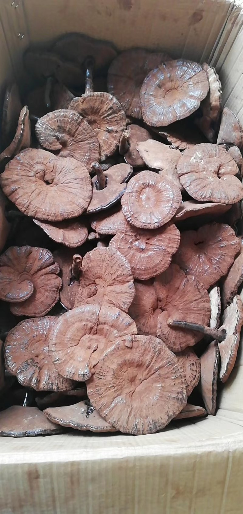 灵芝产地加工批发各种灵芝一手货源量大从优