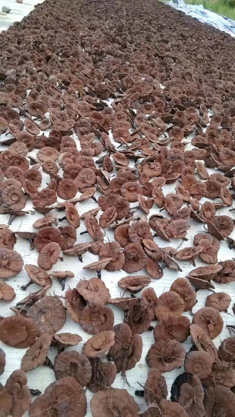 灵芝产地加工批发各种灵芝一手货源量大从优