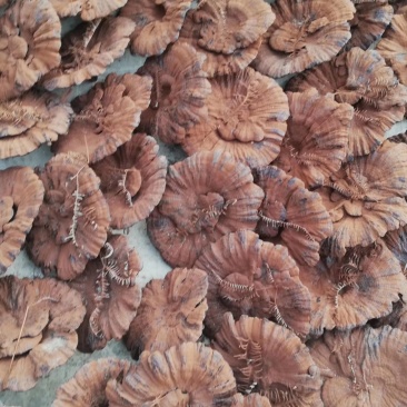 灵芝产地加工批发各种灵芝一手货源量大从优