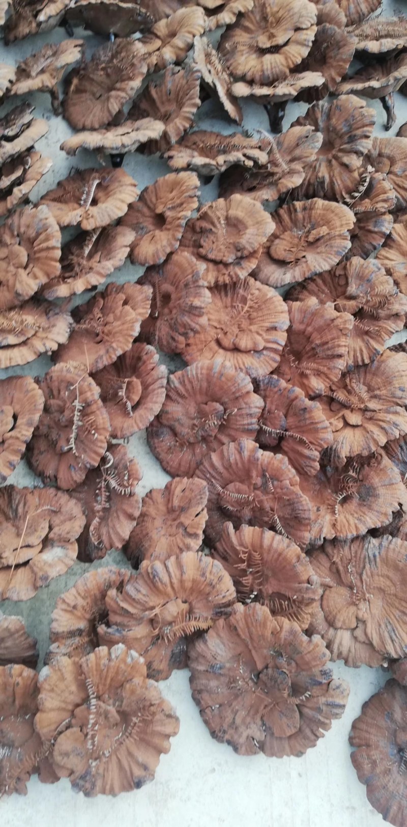 灵芝产地加工批发各种灵芝一手货源量大从优