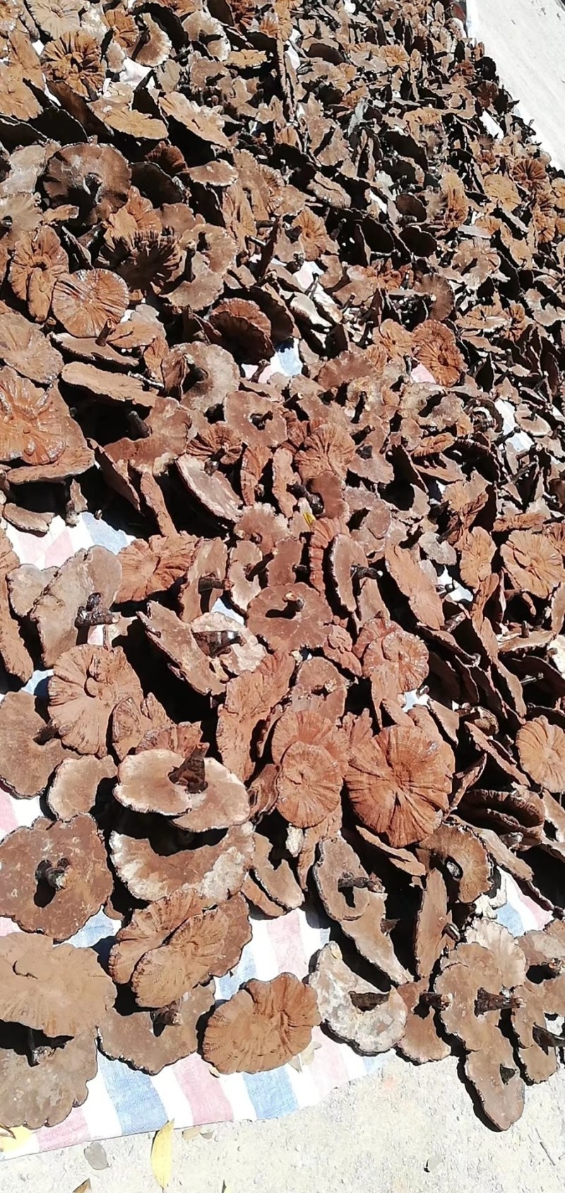 灵芝产地加工批发各种灵芝一手货源量大从优