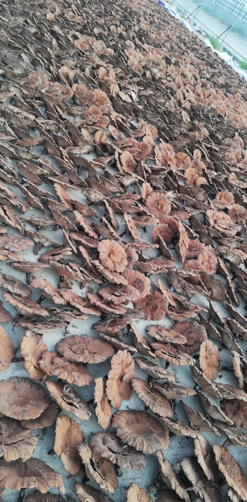 灵芝产地加工批发各种灵芝一手货源量大从优