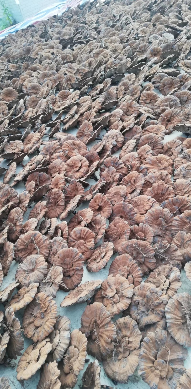灵芝产地加工批发各种灵芝一手货源量大从优