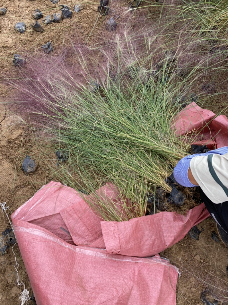 粉黛乱子草300万种植基地急售。助农扶贫项目。