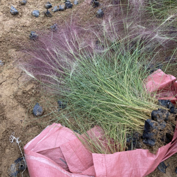 粉黛乱子草300万种植基地急售。助农扶贫项目。