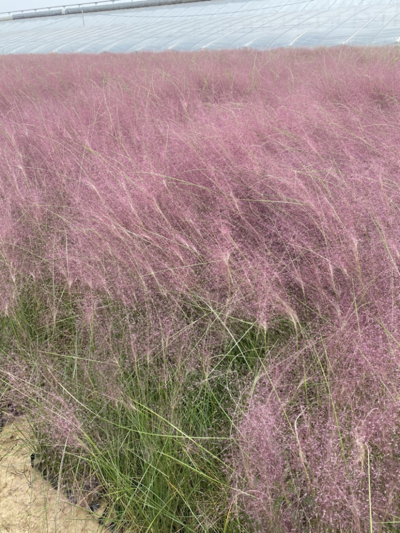 粉黛乱子草300万种植基地急售。助农扶贫项目。