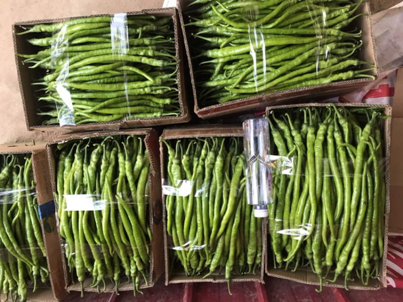 精品线椒‼️大量上市中‼️需要的老板联系我‼️