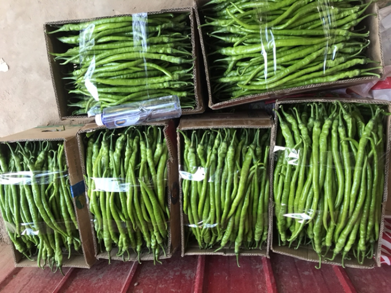 精品线椒‼️大量上市中‼️需要的老板联系我‼️